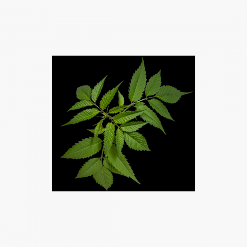 feuilles de frêne